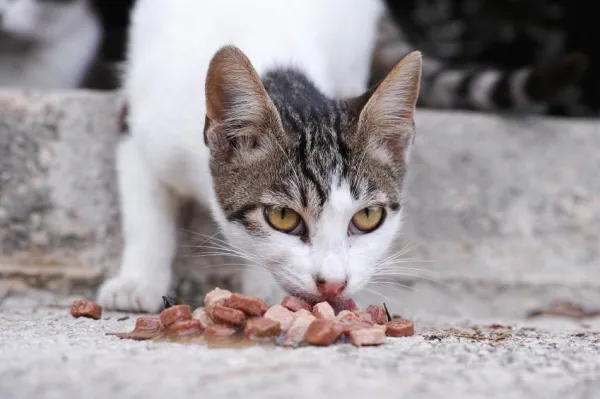 How to Tame a Feral Cat: A Step‑by‑Step Guide