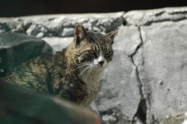 How to Tame a Feral Cat: A Step‑by‑Step Guide