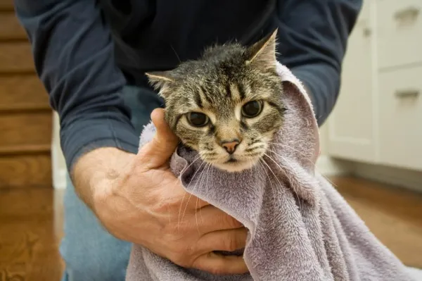 How to Tame a Feral Cat: A Step‑by‑Step Guide