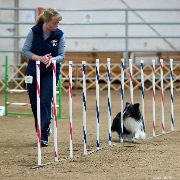 Start Your Dog’s Agility Journey: Expert Tips & Training Guide