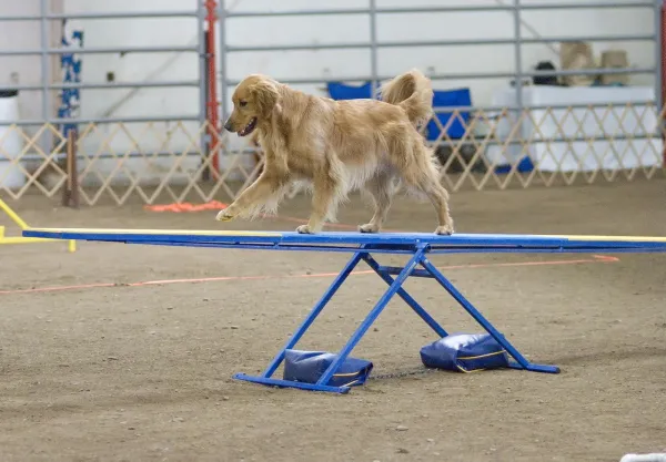 Start Your Dog’s Agility Journey: Expert Tips & Training Guide