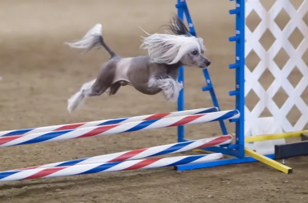 Start Your Dog’s Agility Journey: Expert Tips & Training Guide
