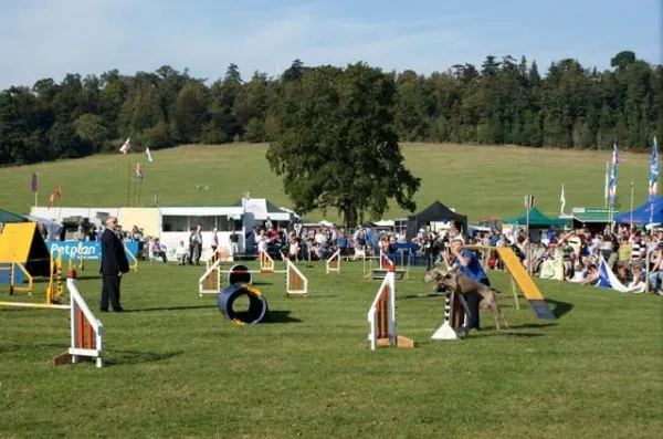 Start Your Dog’s Agility Journey: Expert Tips & Training Guide