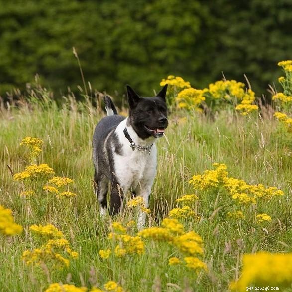 How Much Exercise Does an American Akita Need? – Expert Guidance for Healthy Activity