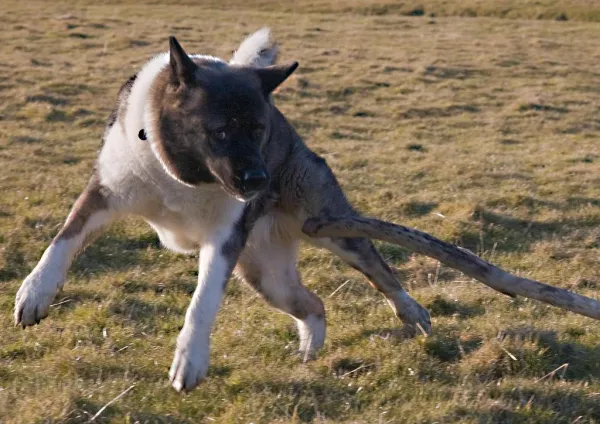 How Much Exercise Does an American Akita Need? – Expert Guidance for Healthy Activity