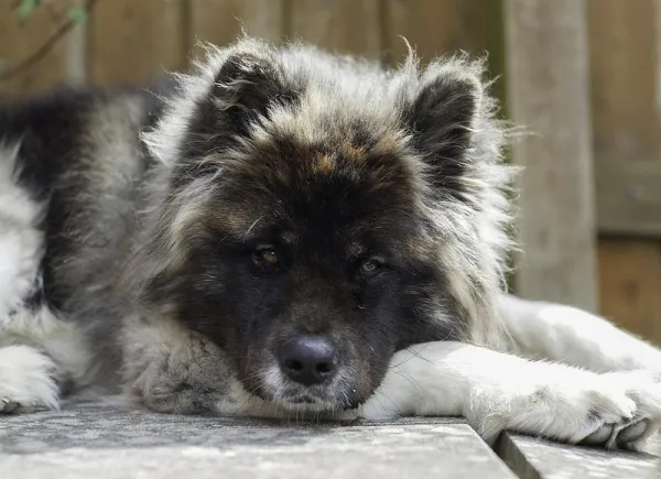 How Much Exercise Does an American Akita Need? – Expert Guidance for Healthy Activity