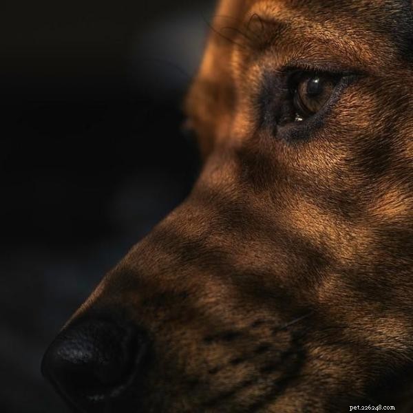 How Much Exercise Does an American Akita Need? – Expert Guidance for Healthy Activity