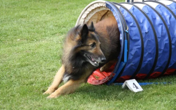Effective Training Strategies for Your Mixed‑Breed Dog