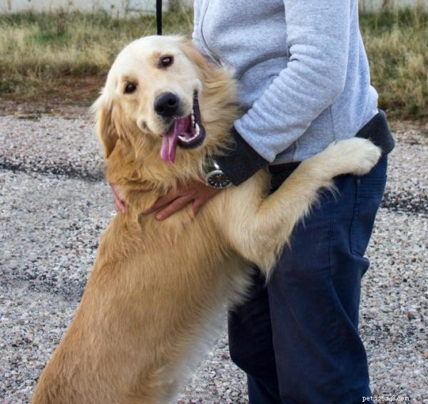 Effective Ways to Stop Your Dog from Jumping on People