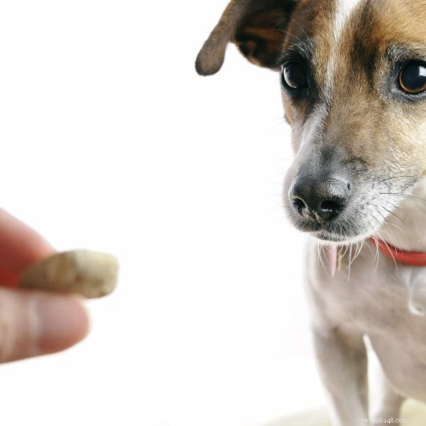 Effective Positive Reinforcement Techniques for Dog Training