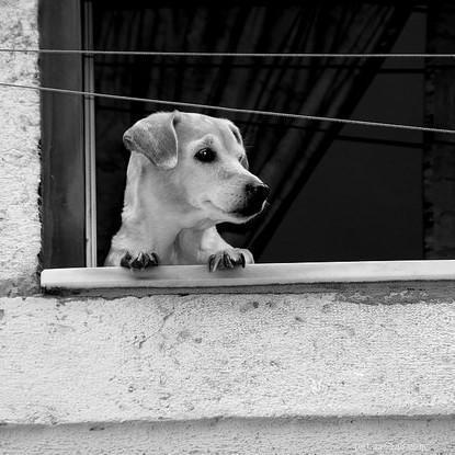 How to Safely Leave Your Dog Alone: Expert Tips to Prevent Separation Anxiety