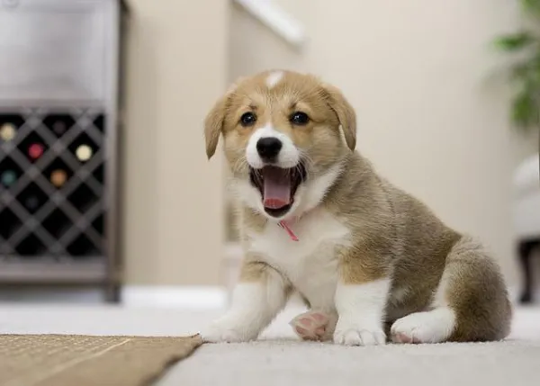 How to Safely Leave Your Dog Alone: Expert Tips to Prevent Separation Anxiety
