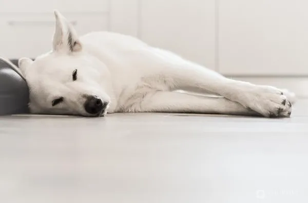 How to Safely Leave Your Dog Alone: Expert Tips to Prevent Separation Anxiety