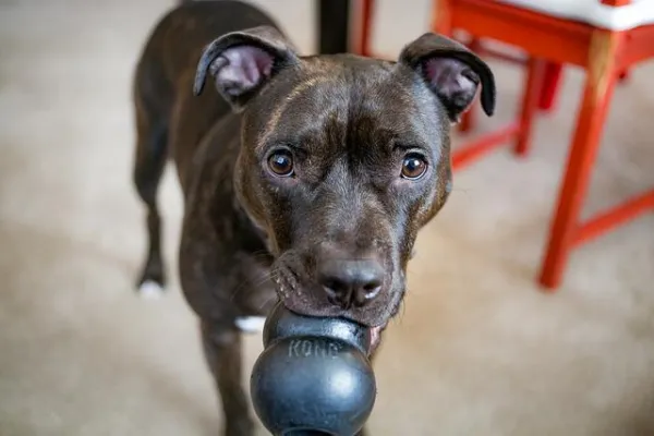 How to Safely Leave Your Dog Alone: Expert Tips to Prevent Separation Anxiety