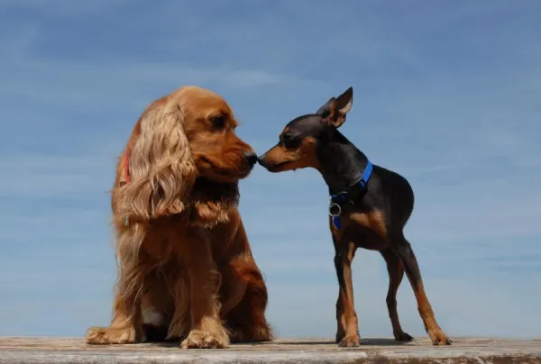 How to Safely Leave Your Dog Alone: Expert Tips to Prevent Separation Anxiety