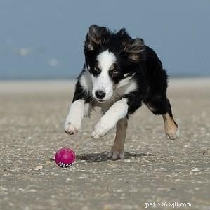 How to Motivate Your Dog to Play: Proven Tips for a Happy, Healthy Pet