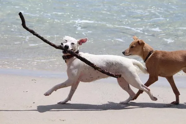 How to Motivate Your Dog to Play: Proven Tips for a Happy, Healthy Pet