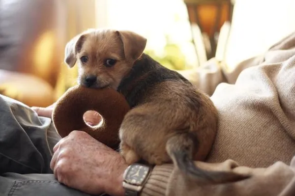 How to Motivate Your Dog to Play: Proven Tips for a Happy, Healthy Pet
