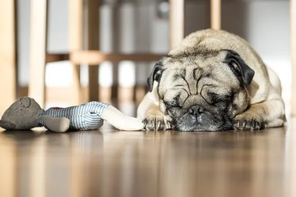 How to Motivate Your Dog to Play: Proven Tips for a Happy, Healthy Pet