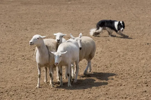 Explore 5 Popular Dog Sports to Boost Your and Your Pet’s Fitness