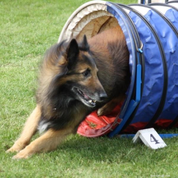 Explore 5 Popular Dog Sports to Boost Your and Your Pet’s Fitness