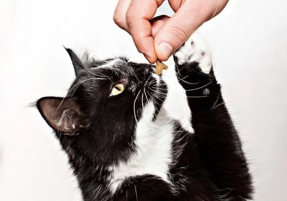 Positive Reinforcement in Cats: Proven Techniques for Effective Training