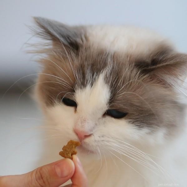 Positive Reinforcement in Cats: Proven Techniques for Effective Training