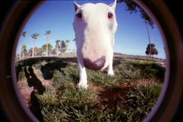 Essential Bull Terrier Training Tips: Build a Friendly, Confident Companion