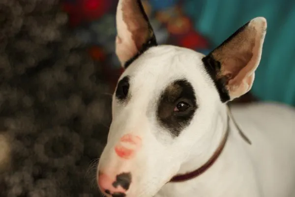 Essential Bull Terrier Training Tips: Build a Friendly, Confident Companion