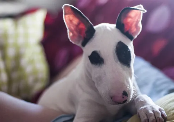 Essential Bull Terrier Training Tips: Build a Friendly, Confident Companion
