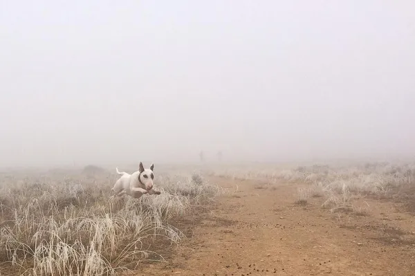 Essential Bull Terrier Training Tips: Build a Friendly, Confident Companion