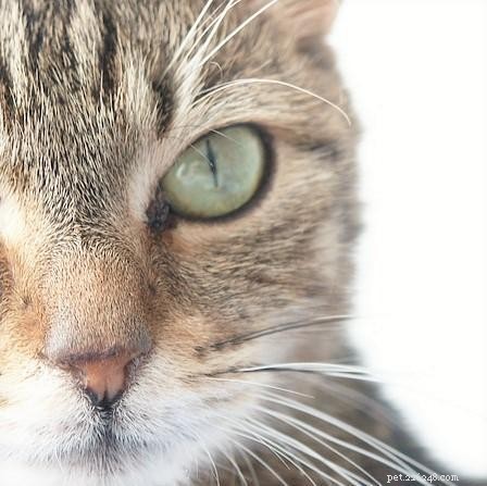 Effective Exercise Strategies for Overweight Cats: Practical Tips & Guidelines
