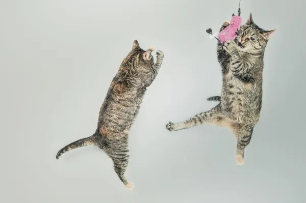 Effective Exercise Strategies for Overweight Cats: Practical Tips & Guidelines