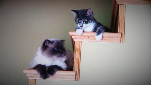 Effective Exercise Strategies for Overweight Cats: Practical Tips & Guidelines