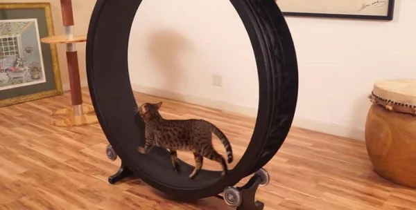 Effective Exercise Strategies for Overweight Cats: Practical Tips & Guidelines