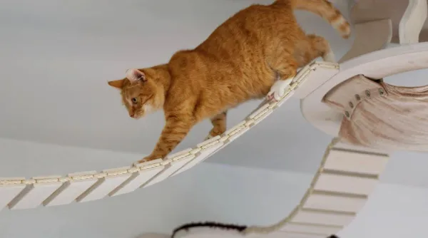 Effective Exercise Strategies for Overweight Cats: Practical Tips & Guidelines