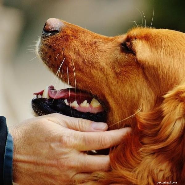 Common Challenges in Dog Training and How to Overcome Them