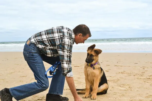 Common Challenges in Dog Training and How to Overcome Them