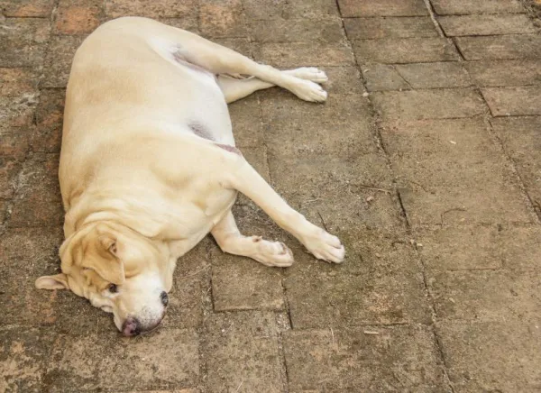 Proven Exercise & Nutrition Plan to Help Your Obese Dog Lose Weight Safely