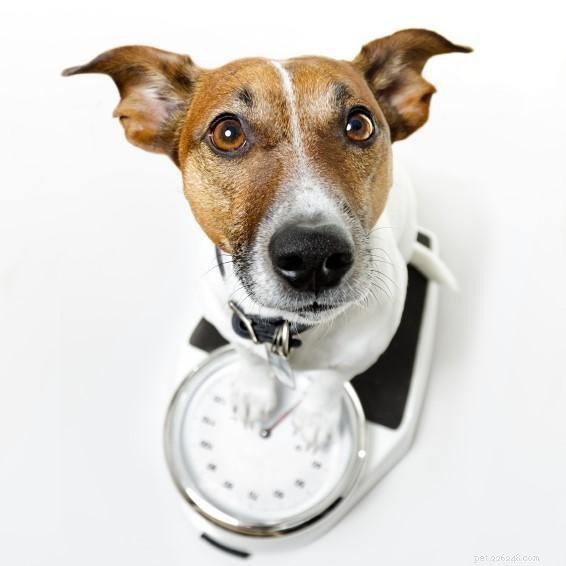 Proven Exercise & Nutrition Plan to Help Your Obese Dog Lose Weight Safely