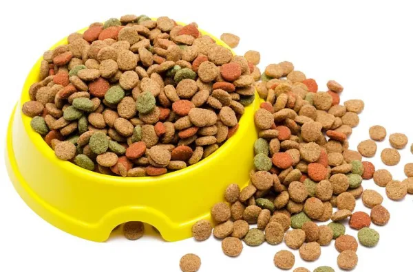 Proven Exercise & Nutrition Plan to Help Your Obese Dog Lose Weight Safely