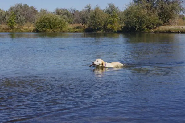 Proven Exercise & Nutrition Plan to Help Your Obese Dog Lose Weight Safely