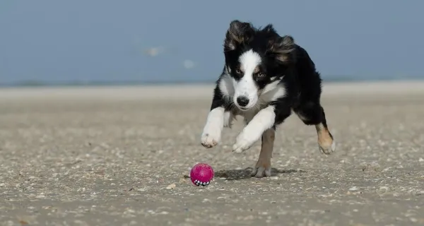 Proven Exercise & Nutrition Plan to Help Your Obese Dog Lose Weight Safely