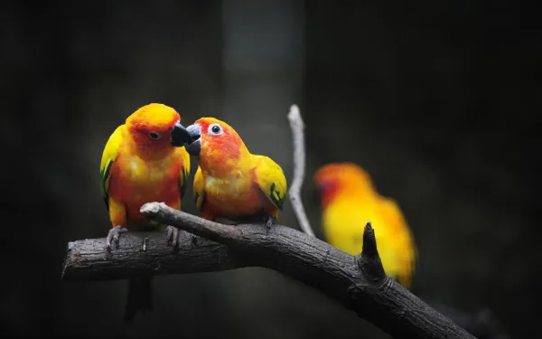 How to Train Your Lovebird: Proven Tips for a Happy, Well-Behaved Pet