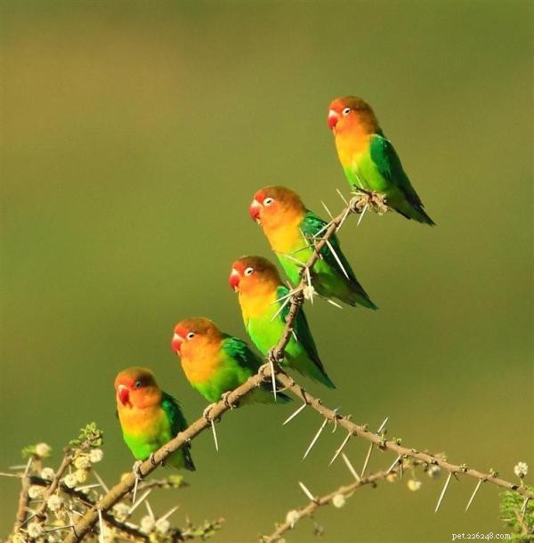 How to Train Your Lovebird: Proven Tips for a Happy, Well-Behaved Pet