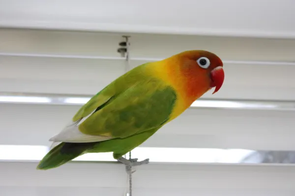 How to Train Your Lovebird: Proven Tips for a Happy, Well-Behaved Pet