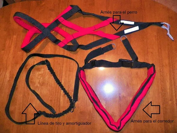 How to Begin Canicross Training: A Guide for You and Your Dog