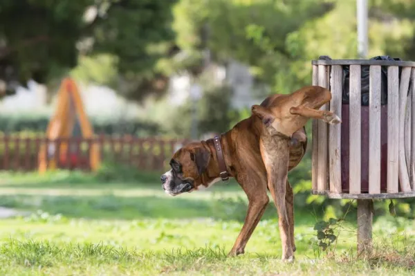 10 Essential Reasons to Walk Your Dog Every Day