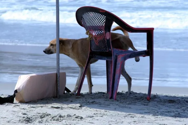 10 Essential Reasons to Walk Your Dog Every Day