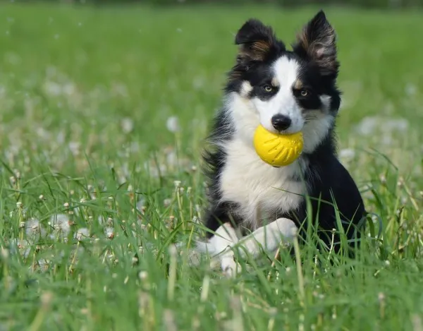 10 Essential Reasons to Walk Your Dog Every Day